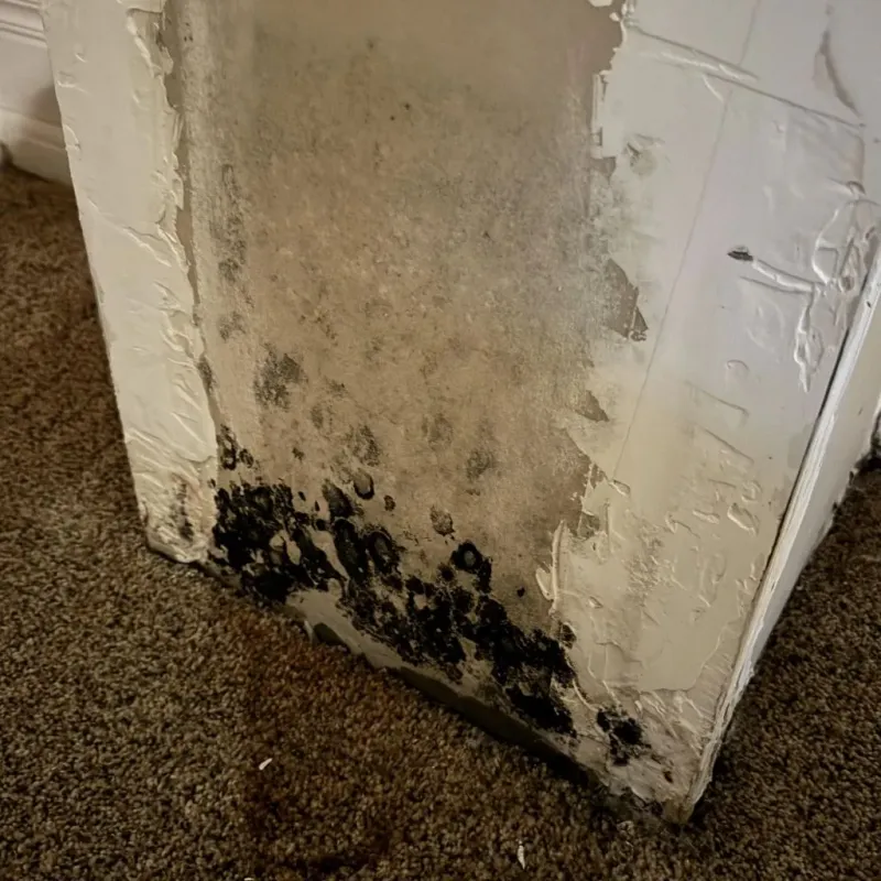 Professional Mold Removal in Baylor County, TX